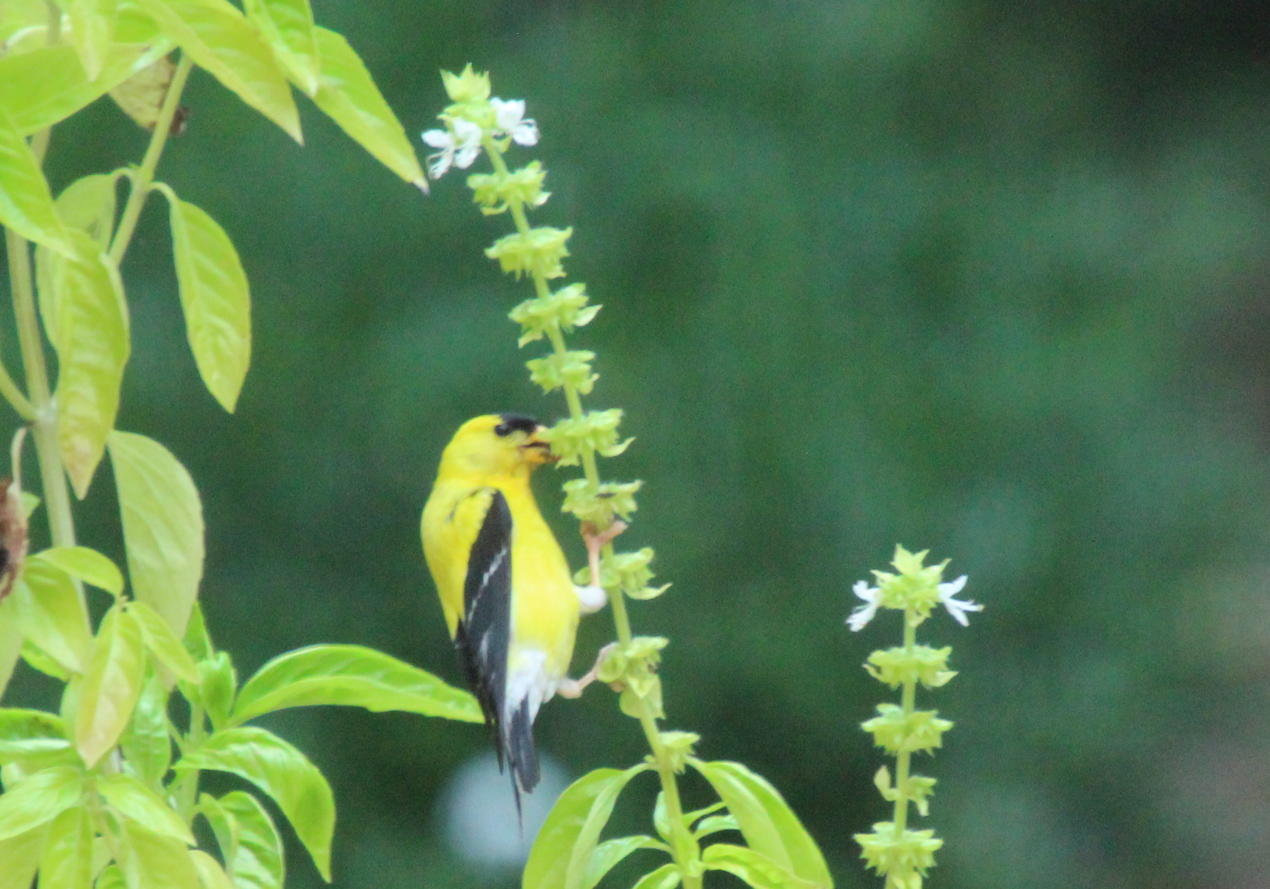 golden finch eating basil seeds