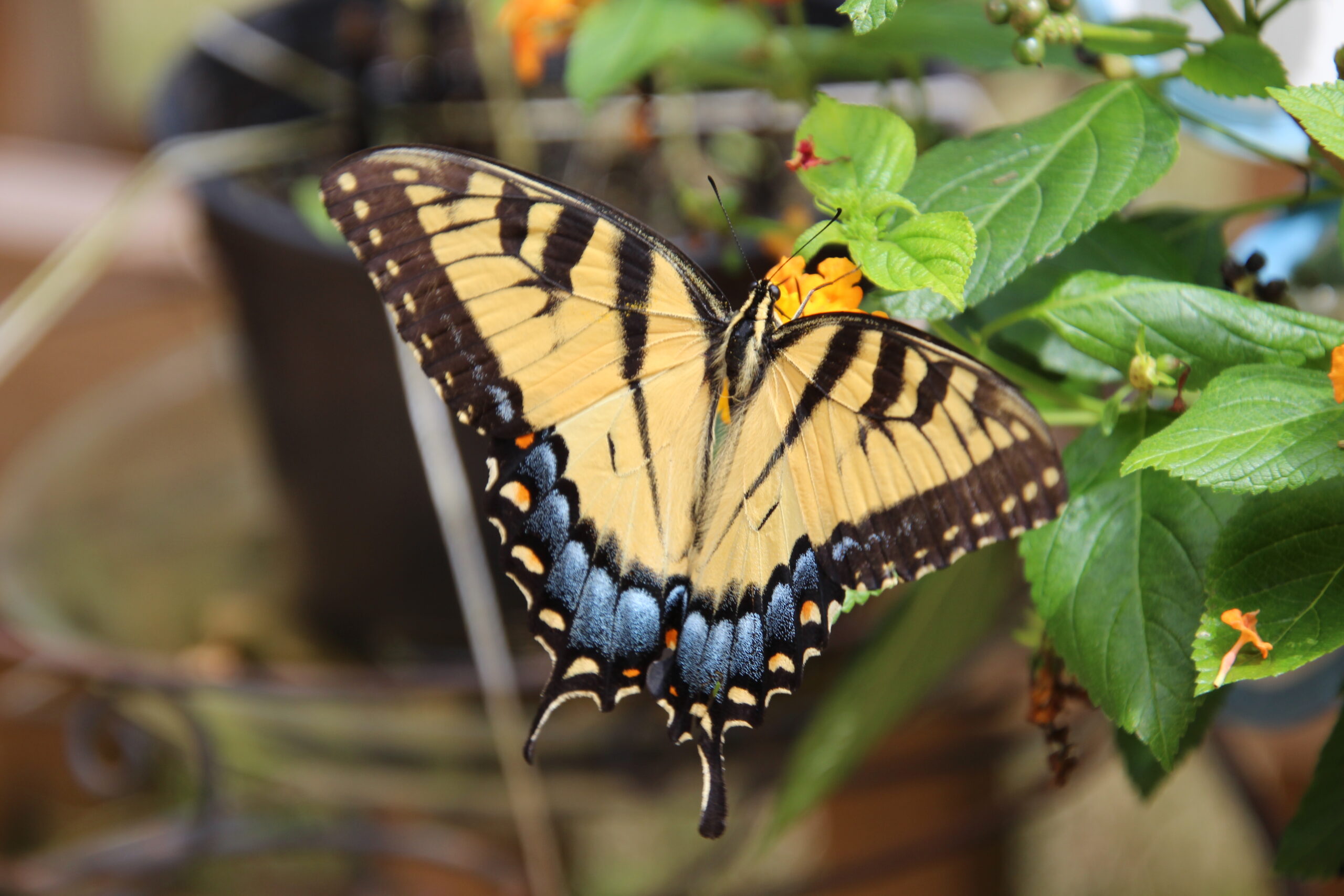 Tiger Swallowtail