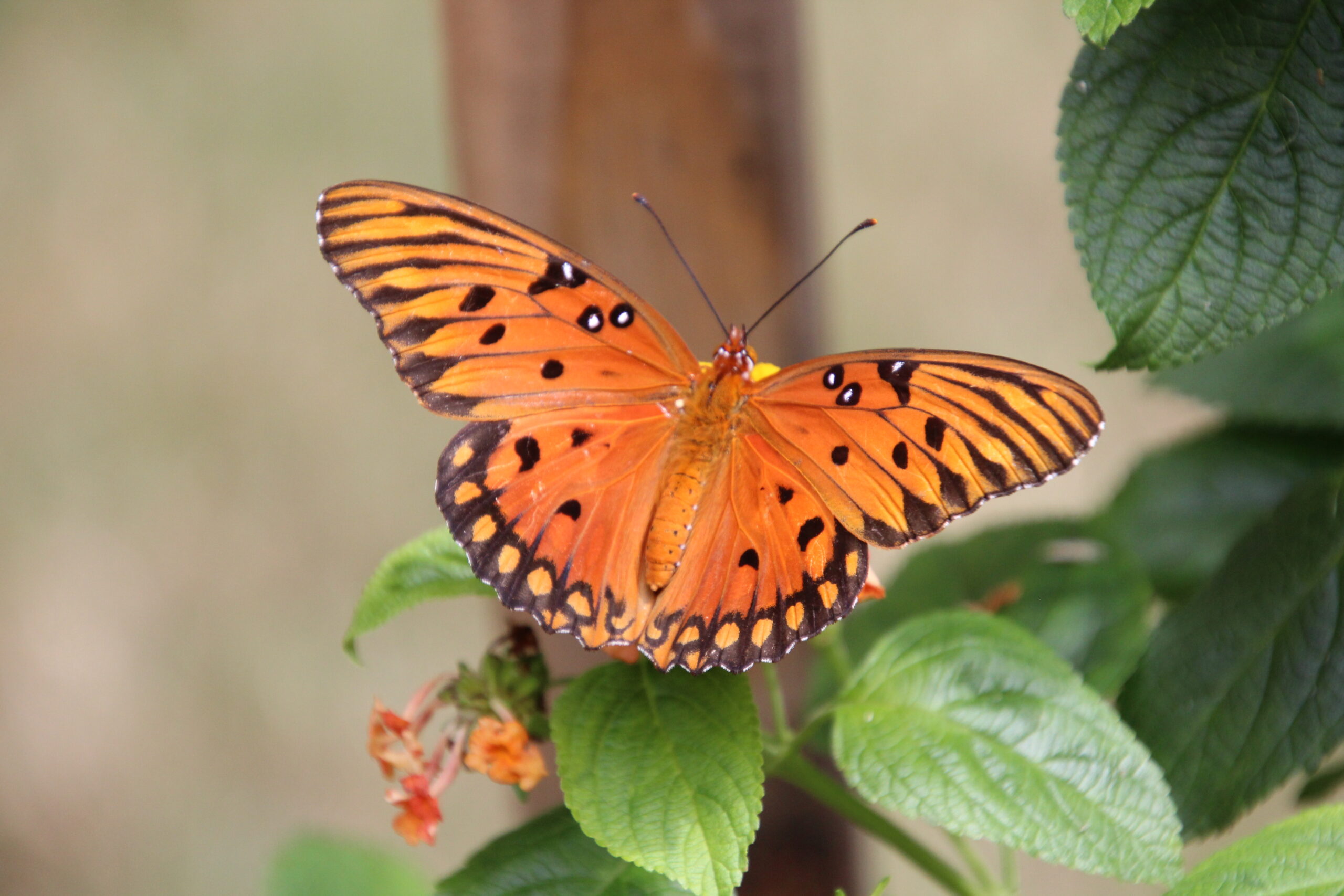 Gulf Fritillary