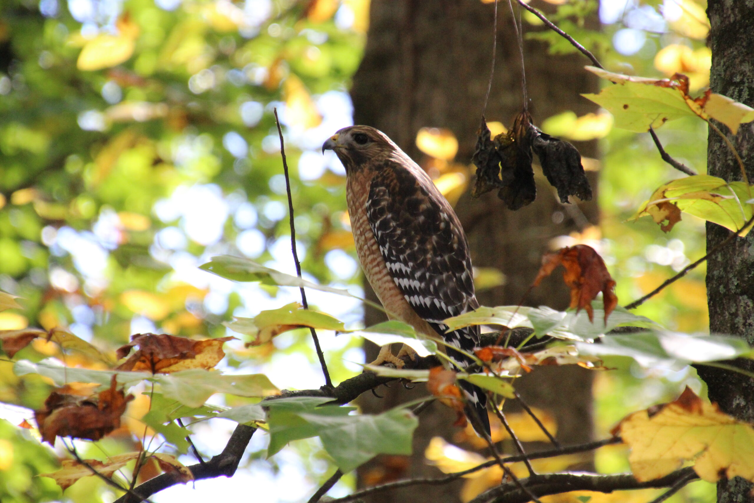 Red-shouldered Hawk