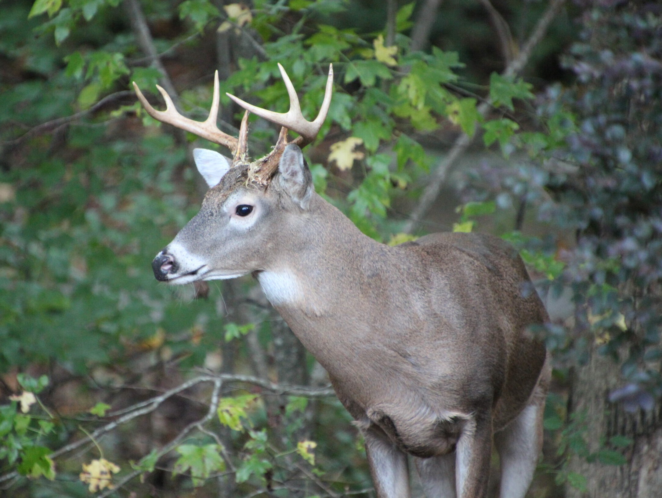 Eight Point Buck